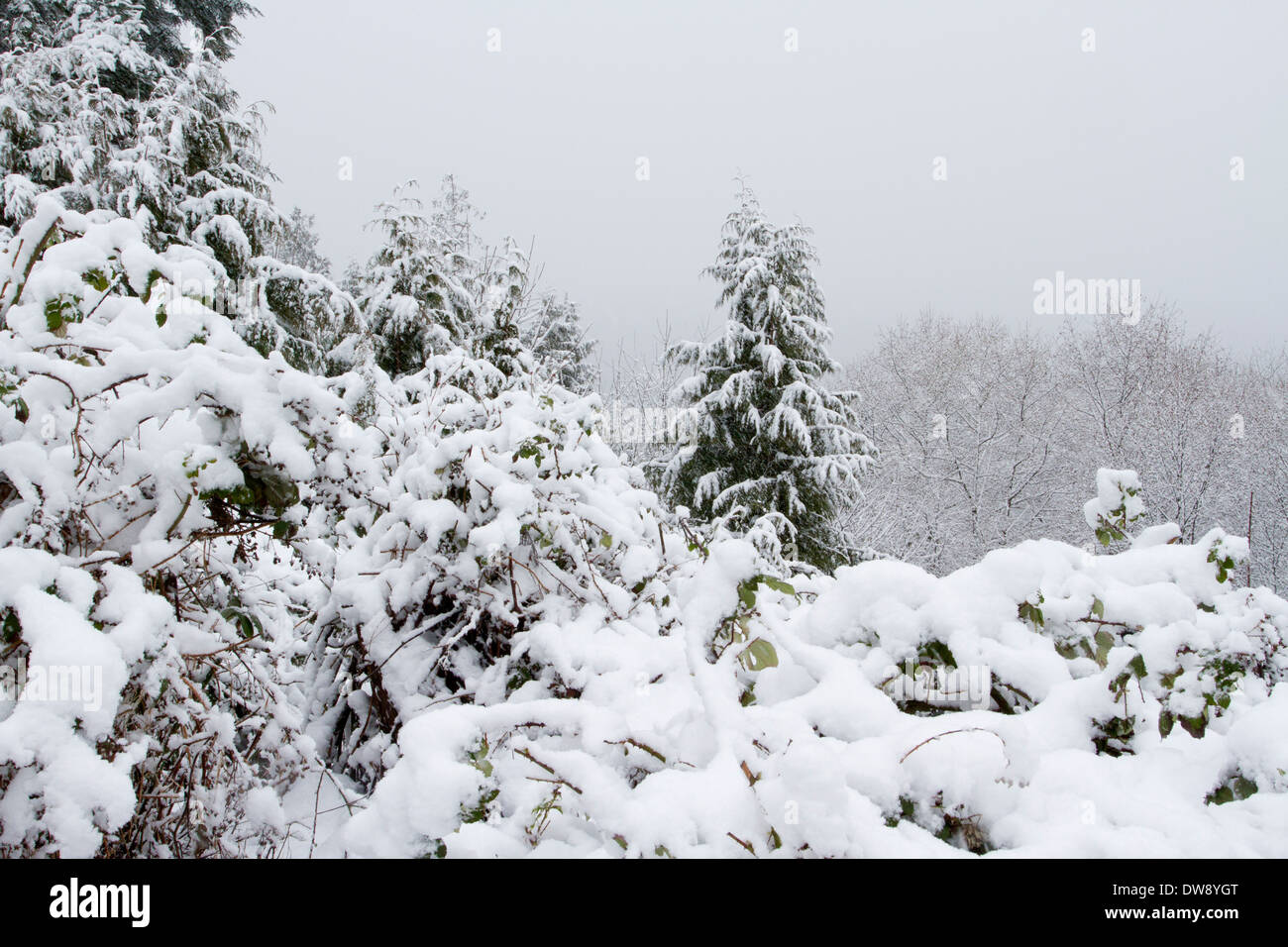 Winter snow scene showing snow covered trees & bushes along coastline in north Nanaimo, Vancouver Island, BC, Canada in February Stock Photo