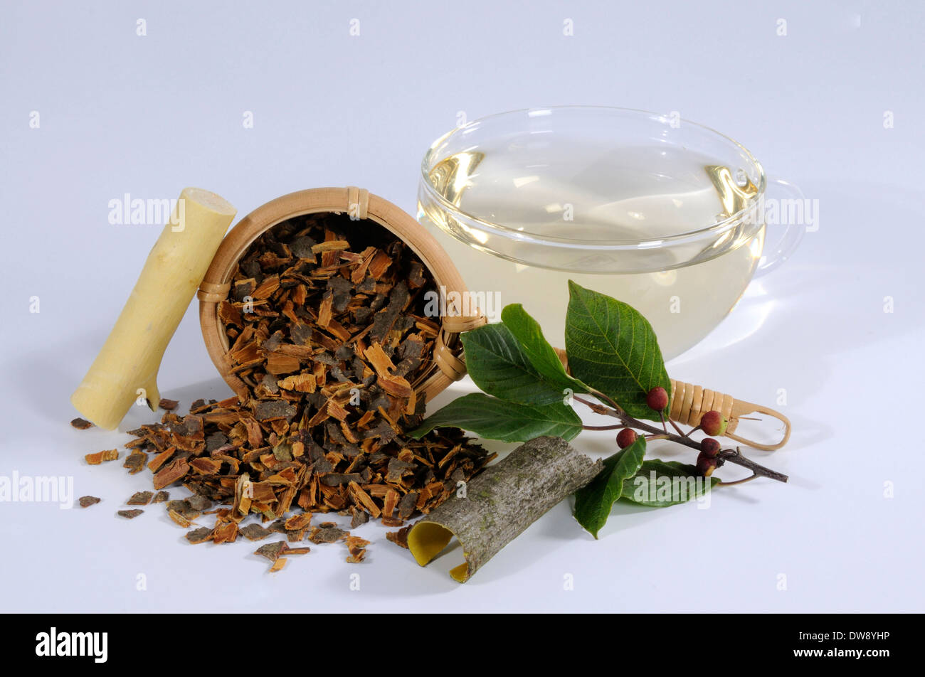 Bark buckthorn and its benefits for folk medicine Bark buckthorn and its benefits for folk medicine