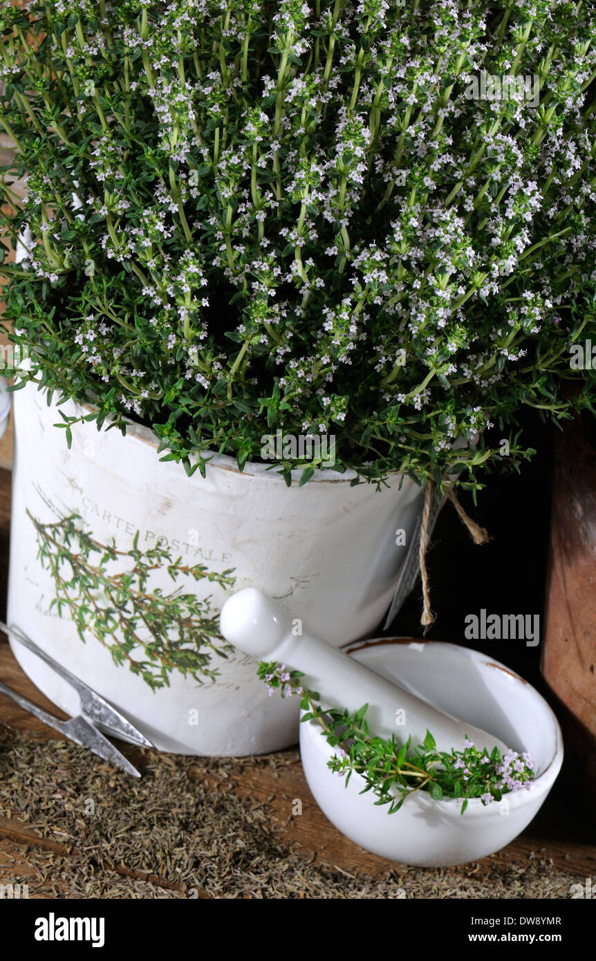 Large Thyme Stock Photo Alamy