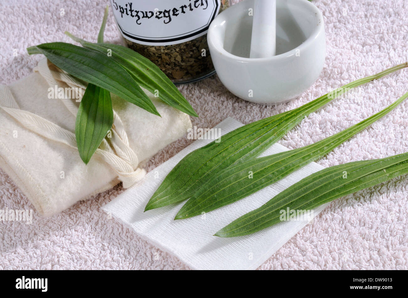 English Plantain Stock Photo