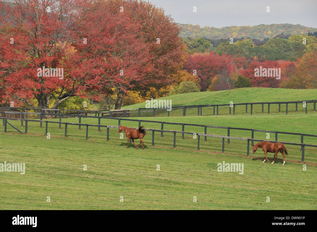 HORSES in Fall Stock Photo - Alamy