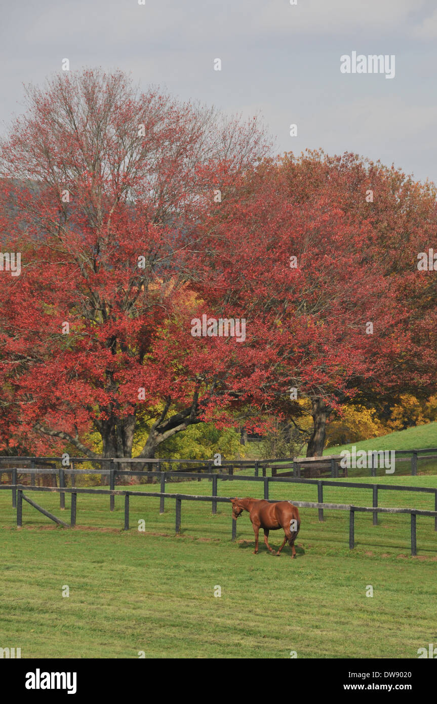 HORSES in Fall Stock Photo - Alamy