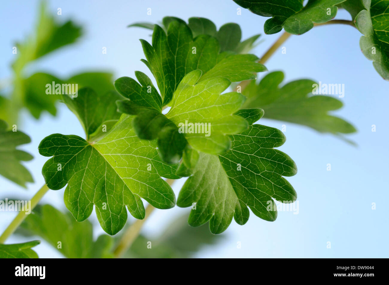Salad High Resolution Stock Photography and Images Alamy