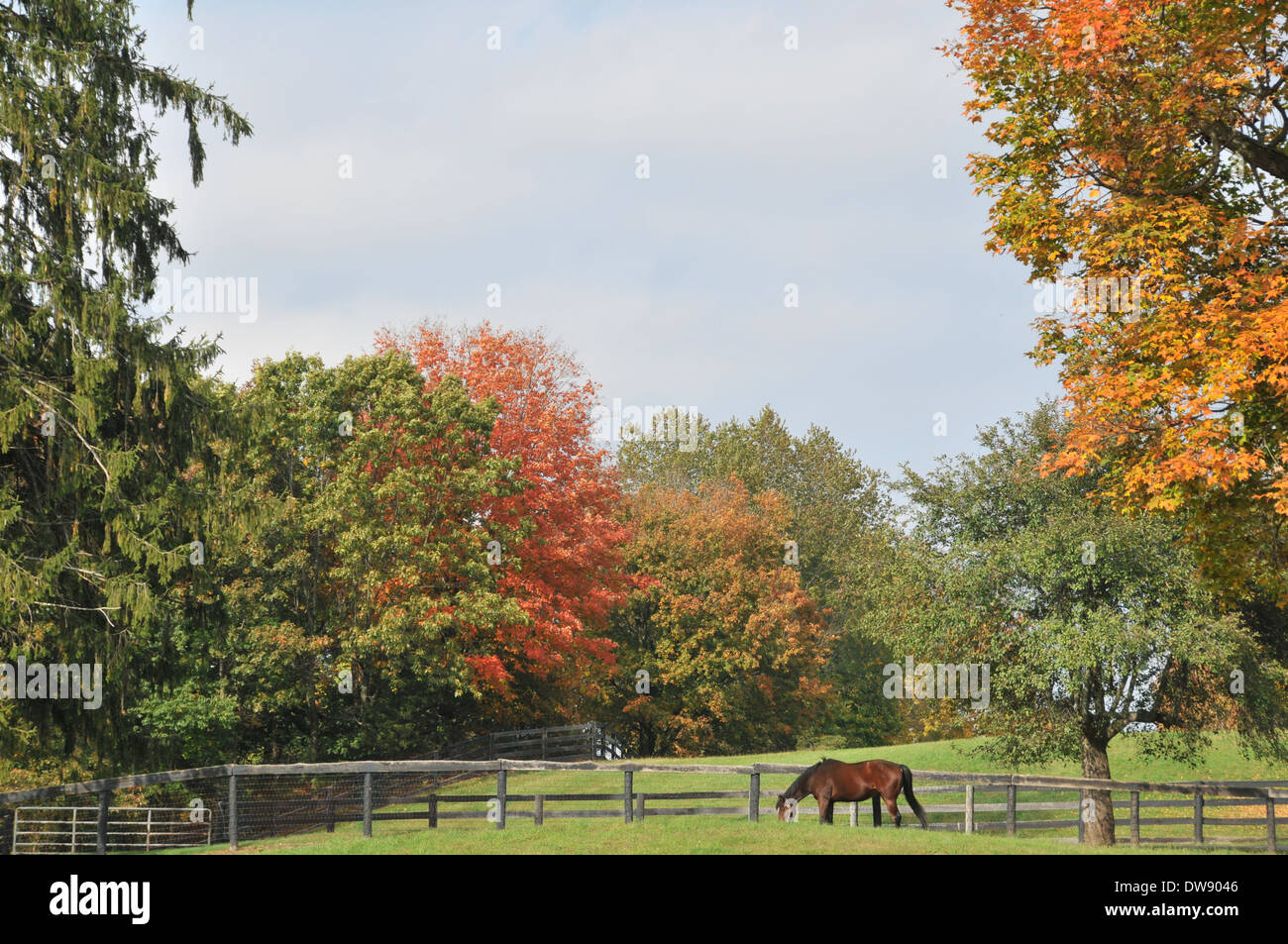 HORSES in Fall Stock Photo - Alamy