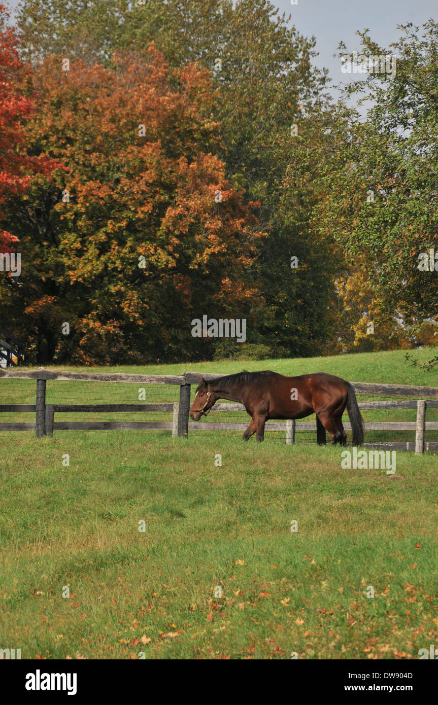 HORSES in Fall Stock Photo - Alamy