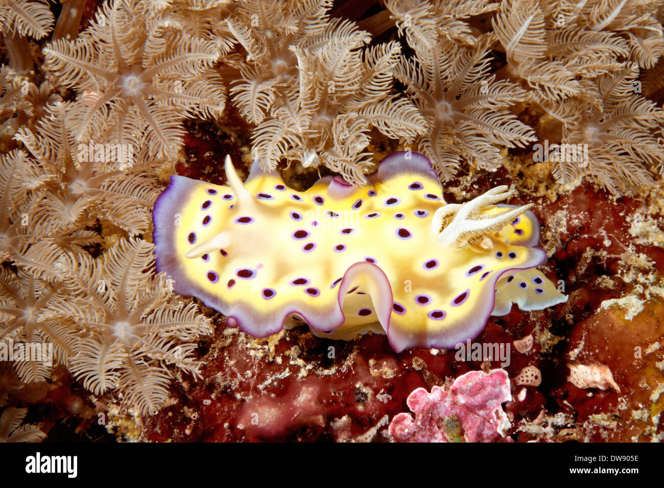 Nudibranch sea slug, Chromodoris kuniei on the reef with soft corals. Stock Photo