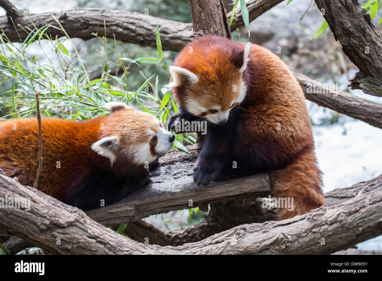 Red Pandas In A Zoo Stock Photo Alamy Red Pandas In A Zoo Stock Photo Alamy