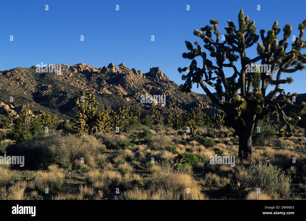 Caruthers canyon hires stock photography and images Alamy