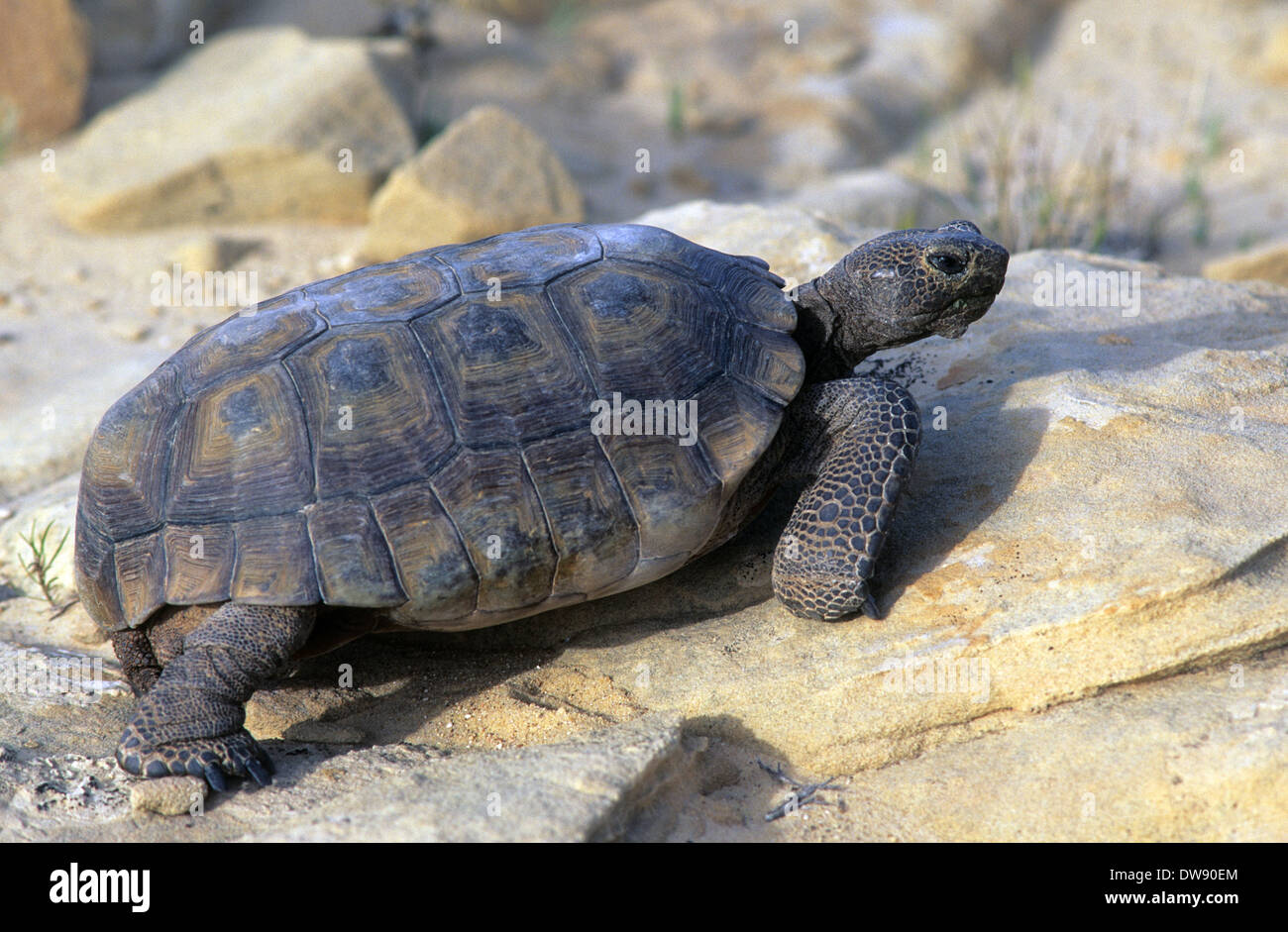 Elk248-2929 California, Mojave National Preserve, Desert tortoise Stock Photo