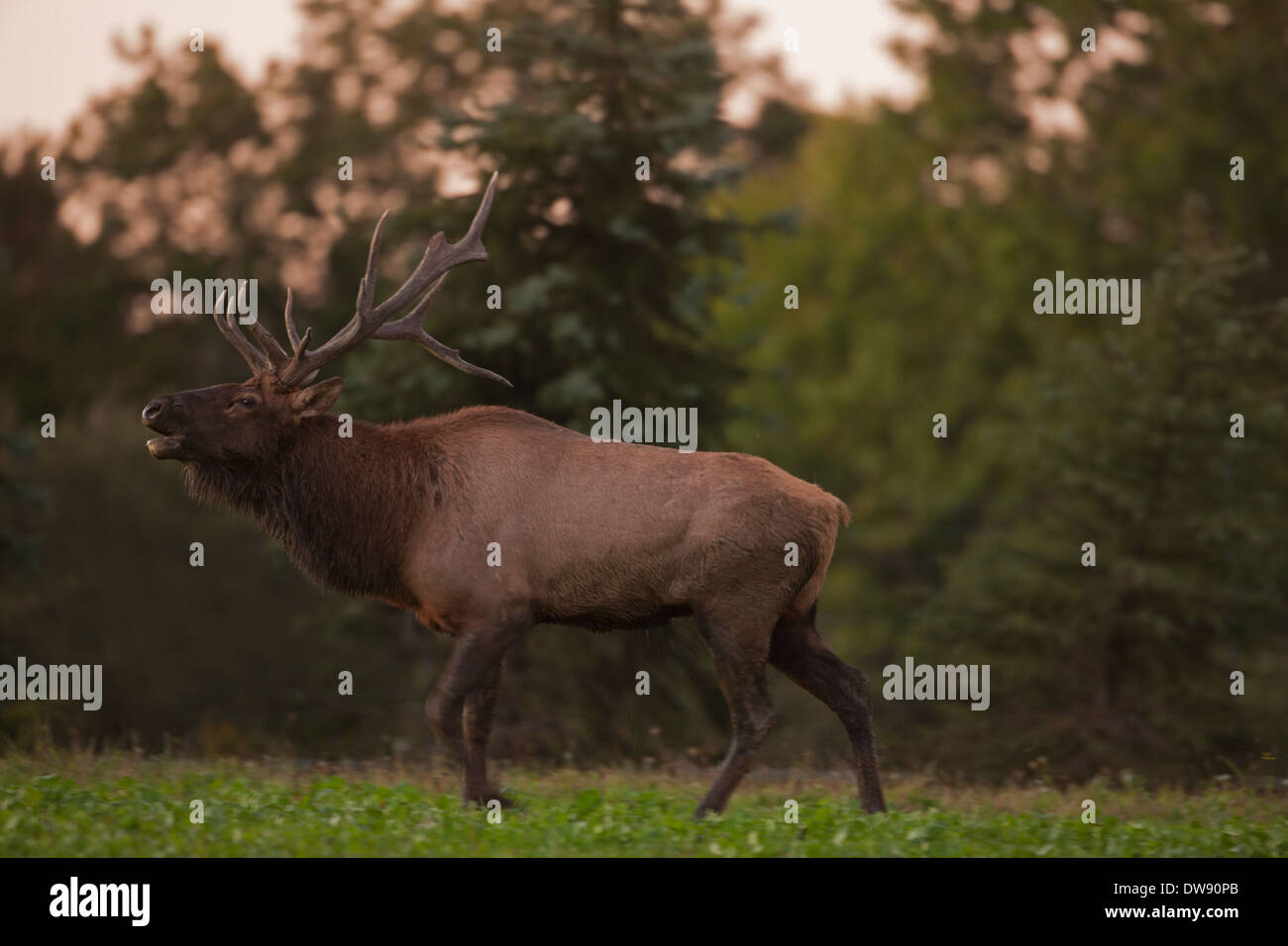 North American elk, Cervus elaphus, male in rut, Pennsylvania Stock Photo