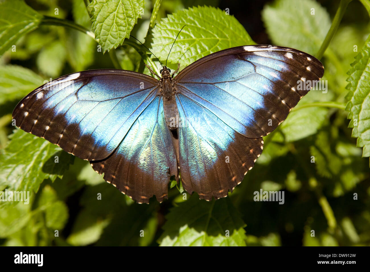 Butterfly at The Key West Butterfly & Nature Conservatory, Key West