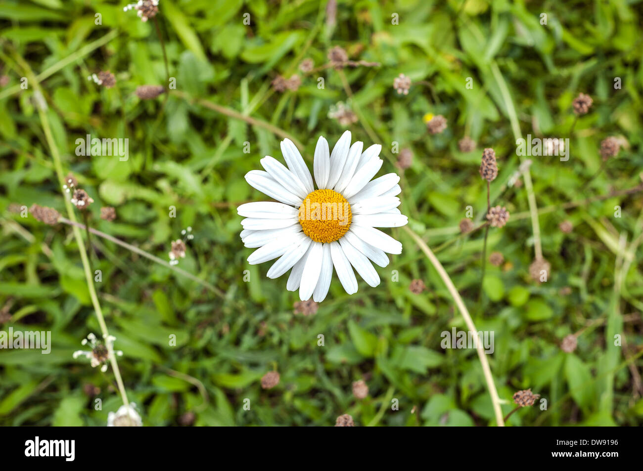 Single white daisy seen from above against a green grass background Stock Photo