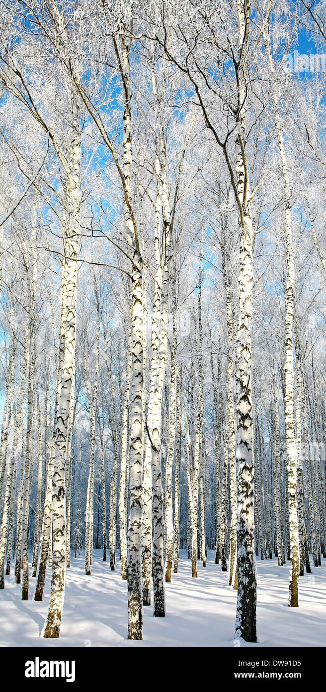 Береза зимой