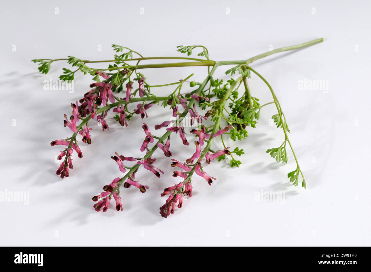 Common Fumitory Stock Photo