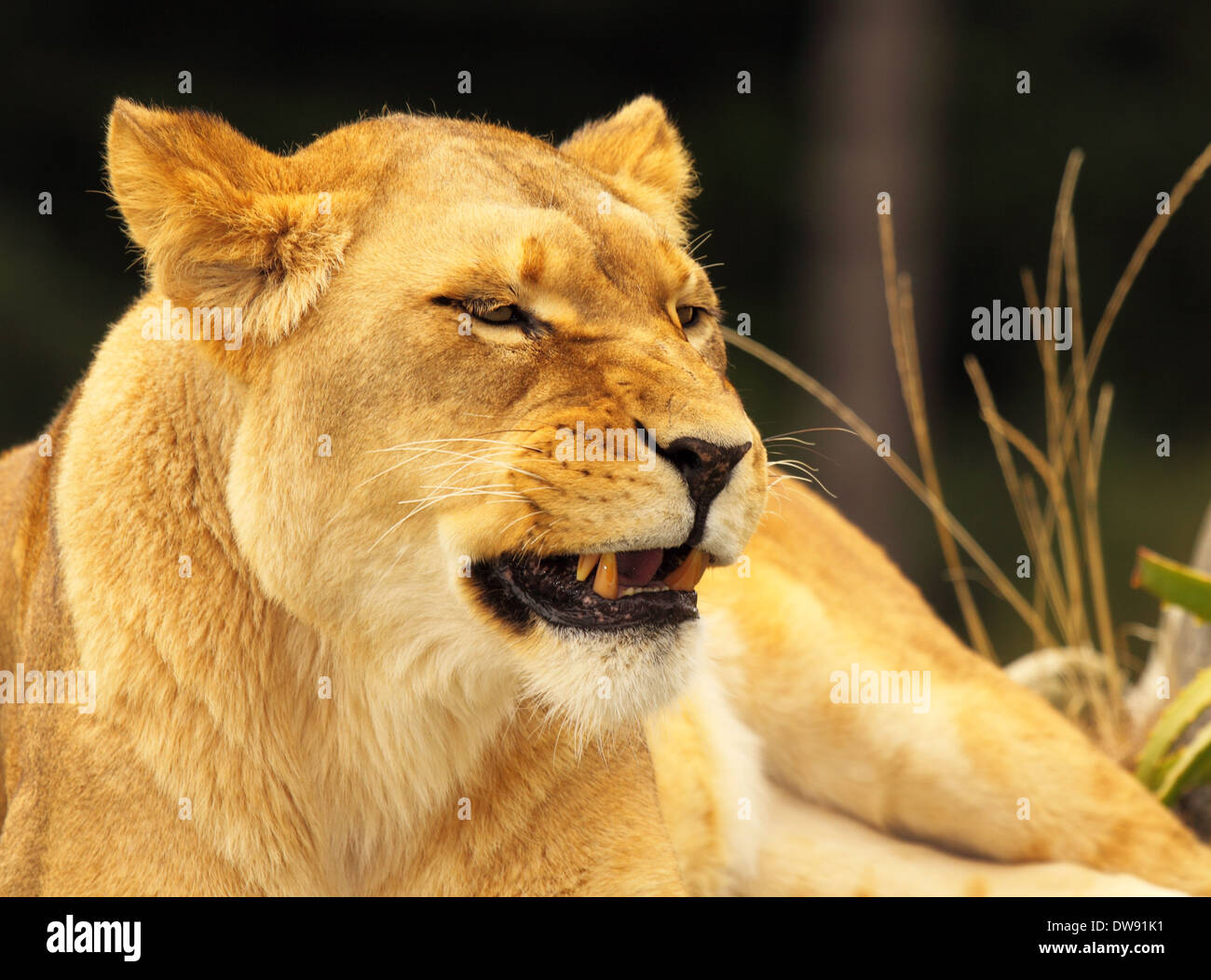 An African Lion giving a low growl. Stock Photo
