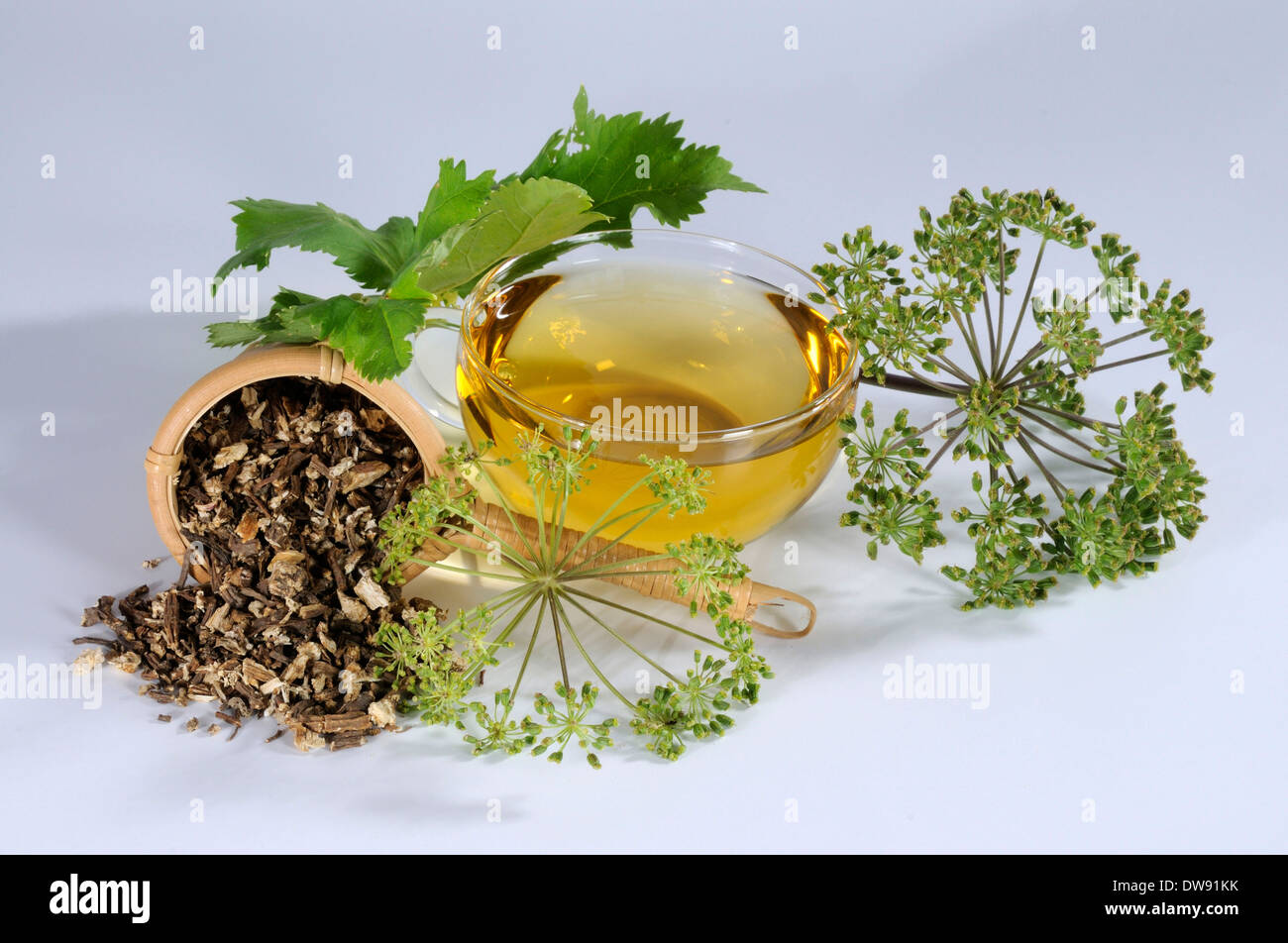 Garden Angelica tea Stock Photo Alamy