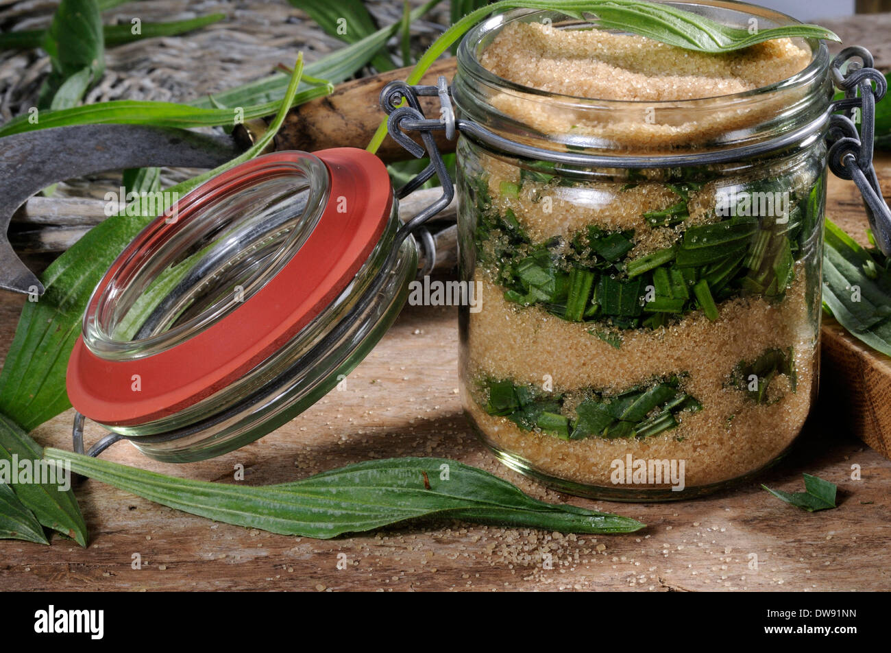English Plantain syrup Stock Photo