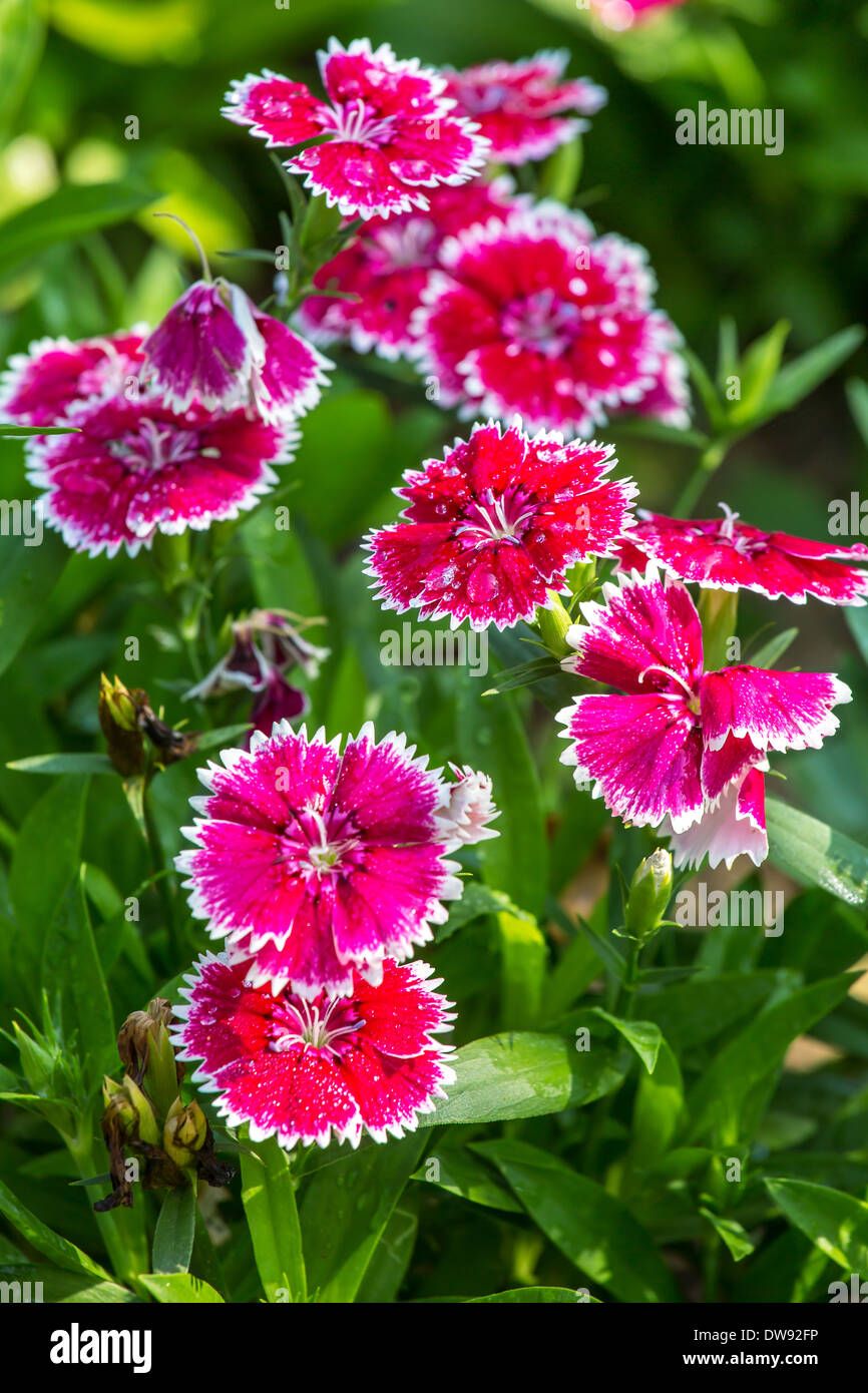 Beautiful pink flowers closeup Stock Photo