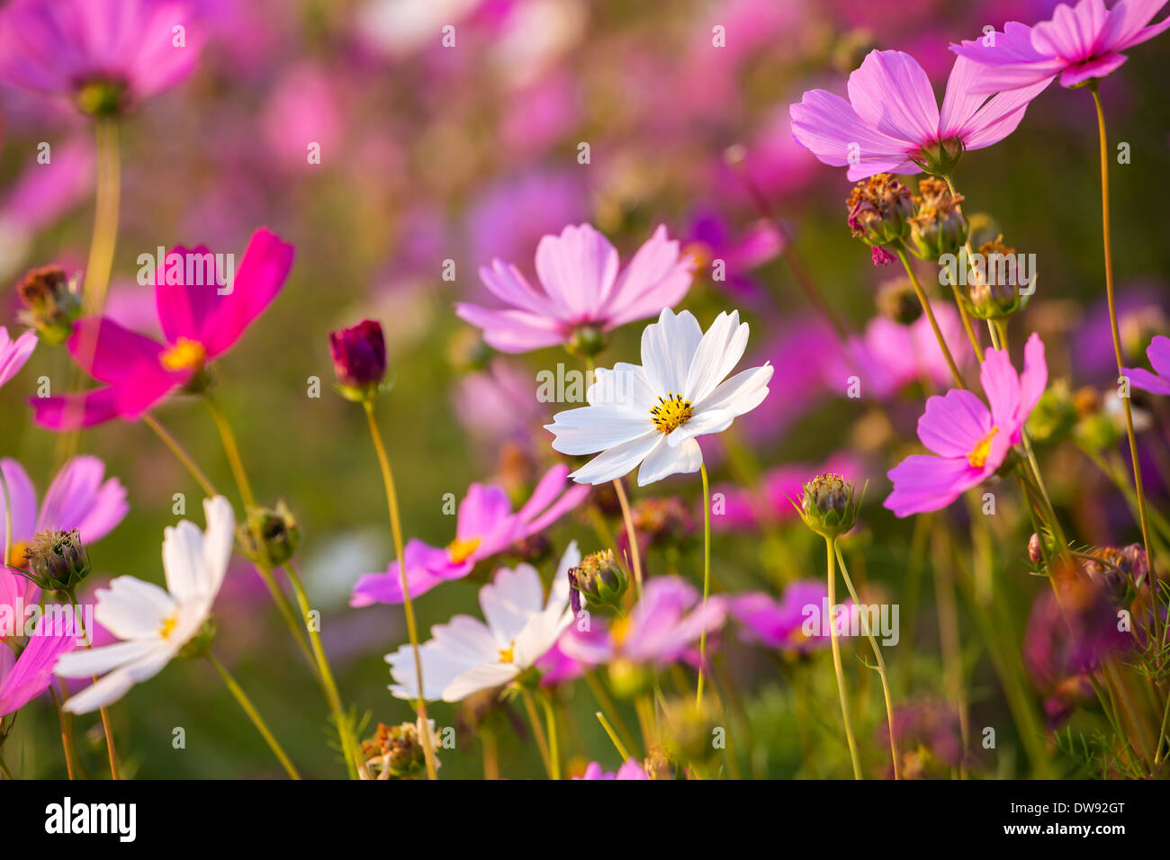Beautiful pink flowers closeup Stock Photo