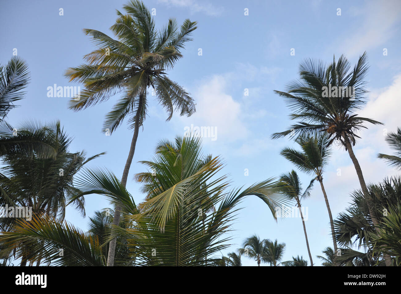 Caribbean palm trees Stock Photo Alamy