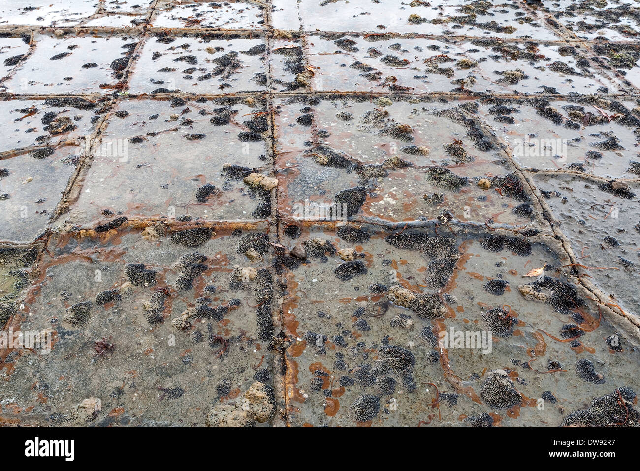 Pan formation, Tessellated pavement - cracked siltstone marine platform near Eaglehawk Neck, Port Arthur Tasmania Australia Stock Photo