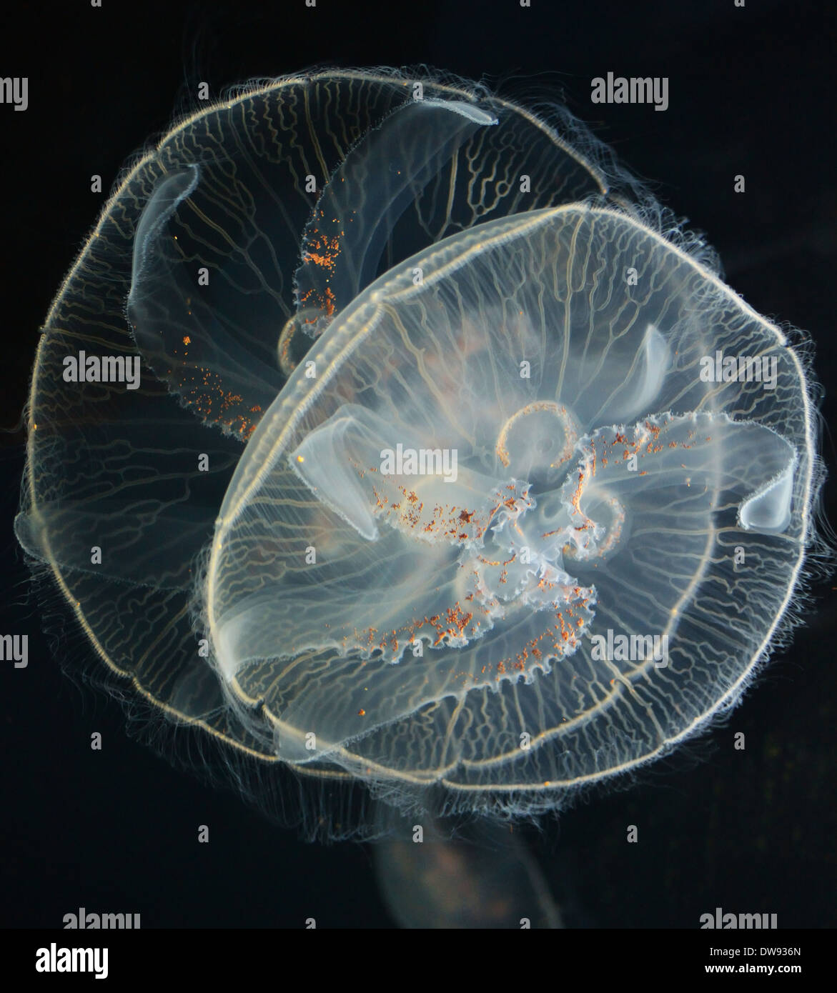 Close-up of jellyfish Stock Photo