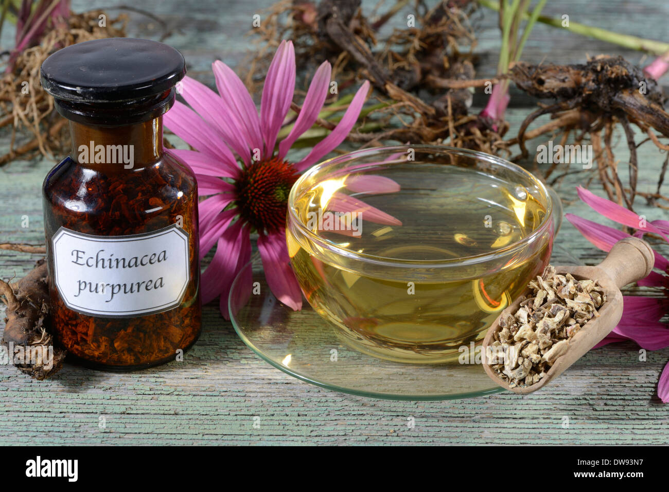 Purple Coneflower tea Stock Photo Alamy