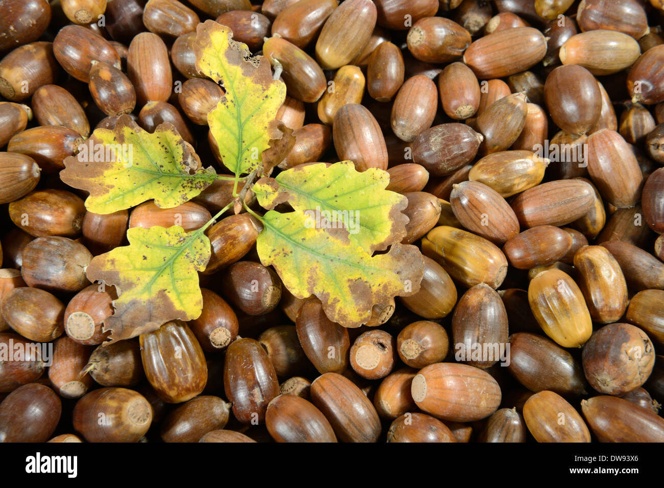 Acorns of Common Oak Stock Photo