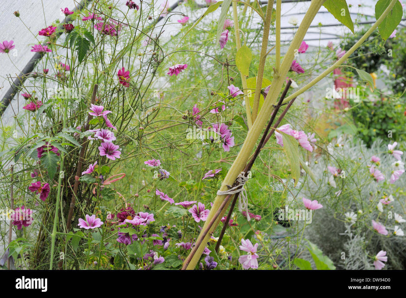 Malva sylvestris 'Zebrina', Hollyhock Mallow or Zebra Mallow, flowering in a polytunnel in Autumn, Wales, UK. Stock Photo