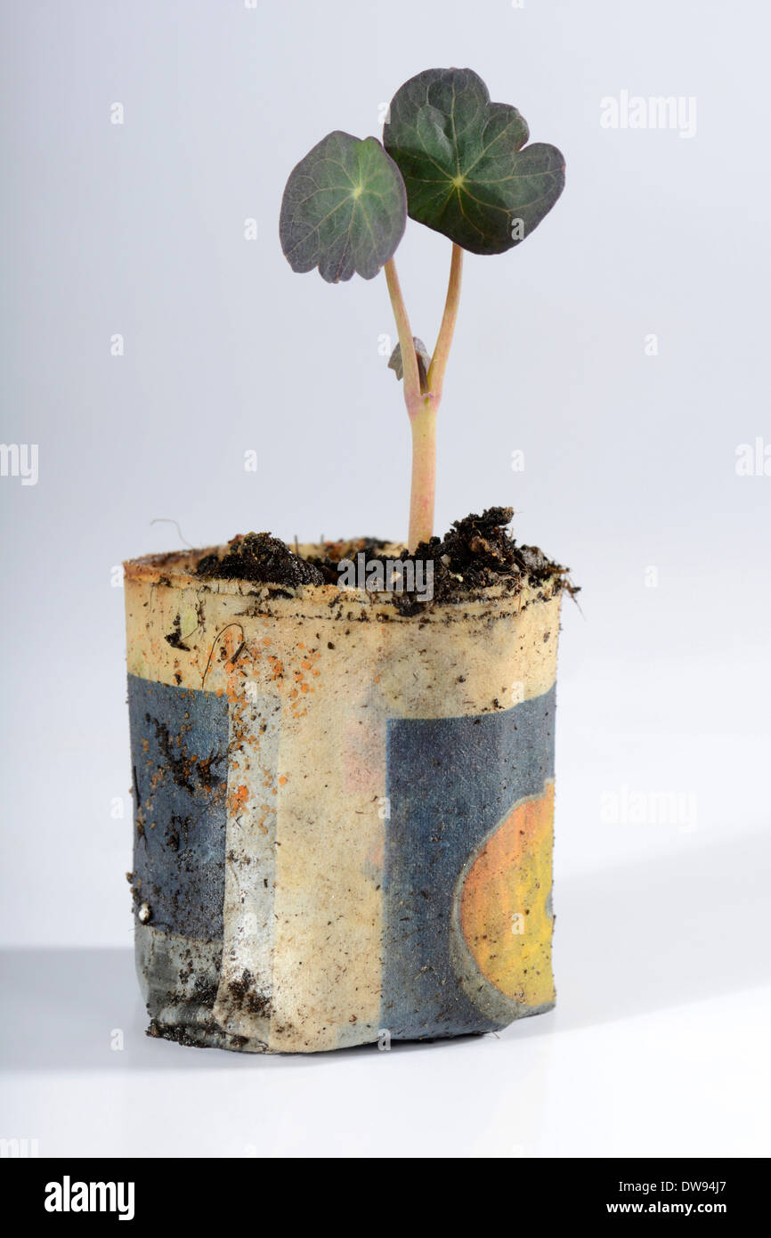 Nasturtium in pot hires stock photography and images Alamy
