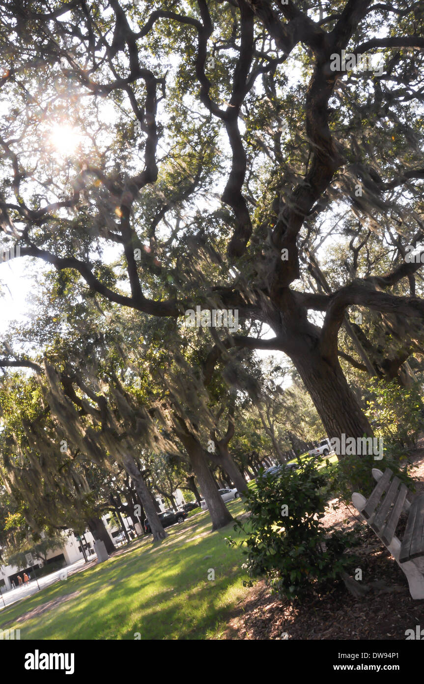 mesmerized trees in Savannah, USA Stock Photo Alamy
