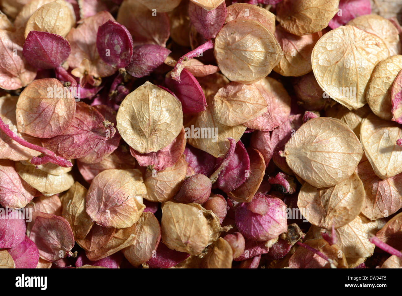 Red Orach seed / (Atriplex hortensis) / Mountain Spinach, French Spinach Stock Photo