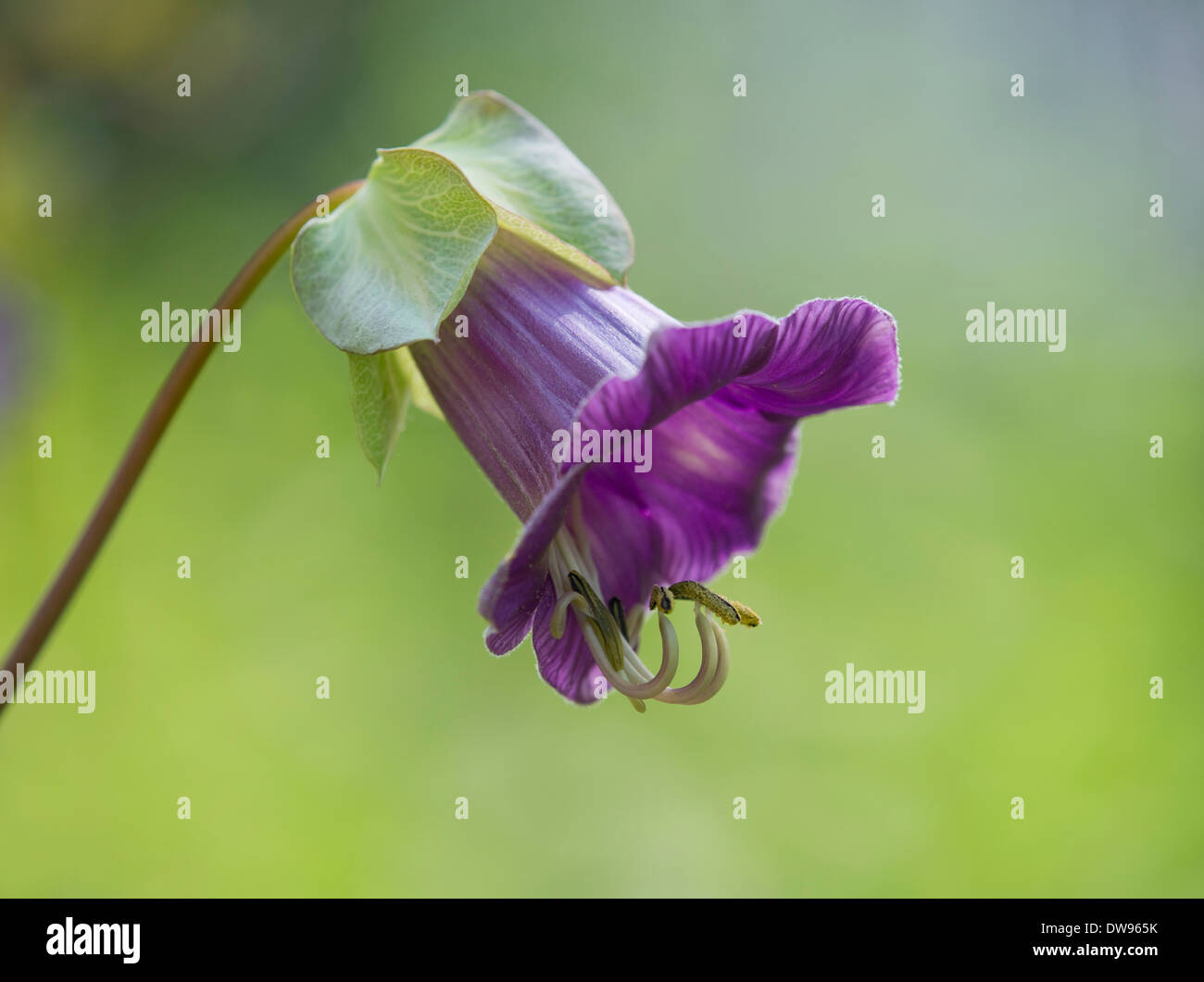 Mexican Ivy (Cobaea scandens), flower, Thuringia, Germany Stock Photo