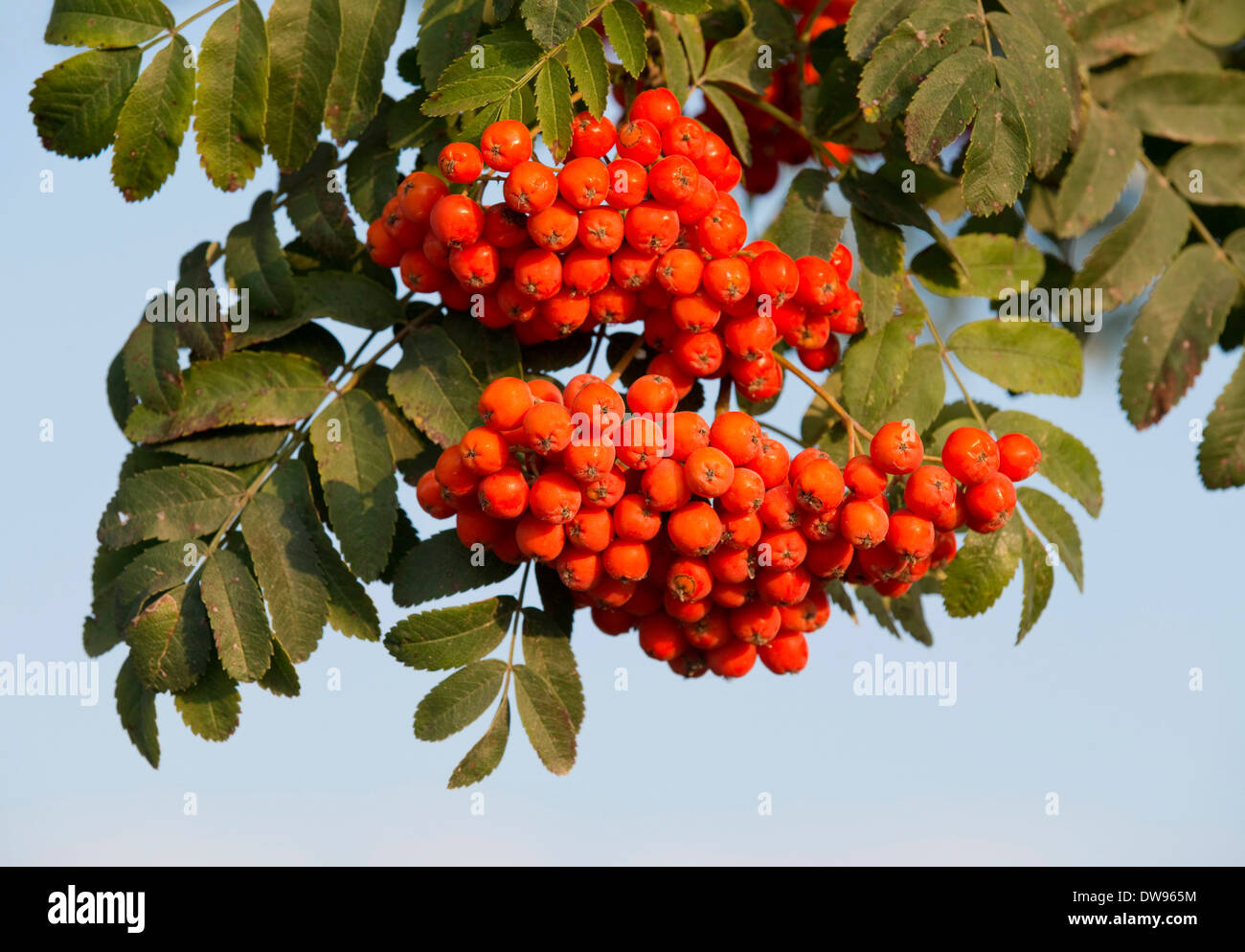 Rowan (Sorbus aucuparia), fruits and leaves, Thuringia, Germany Stock Photo