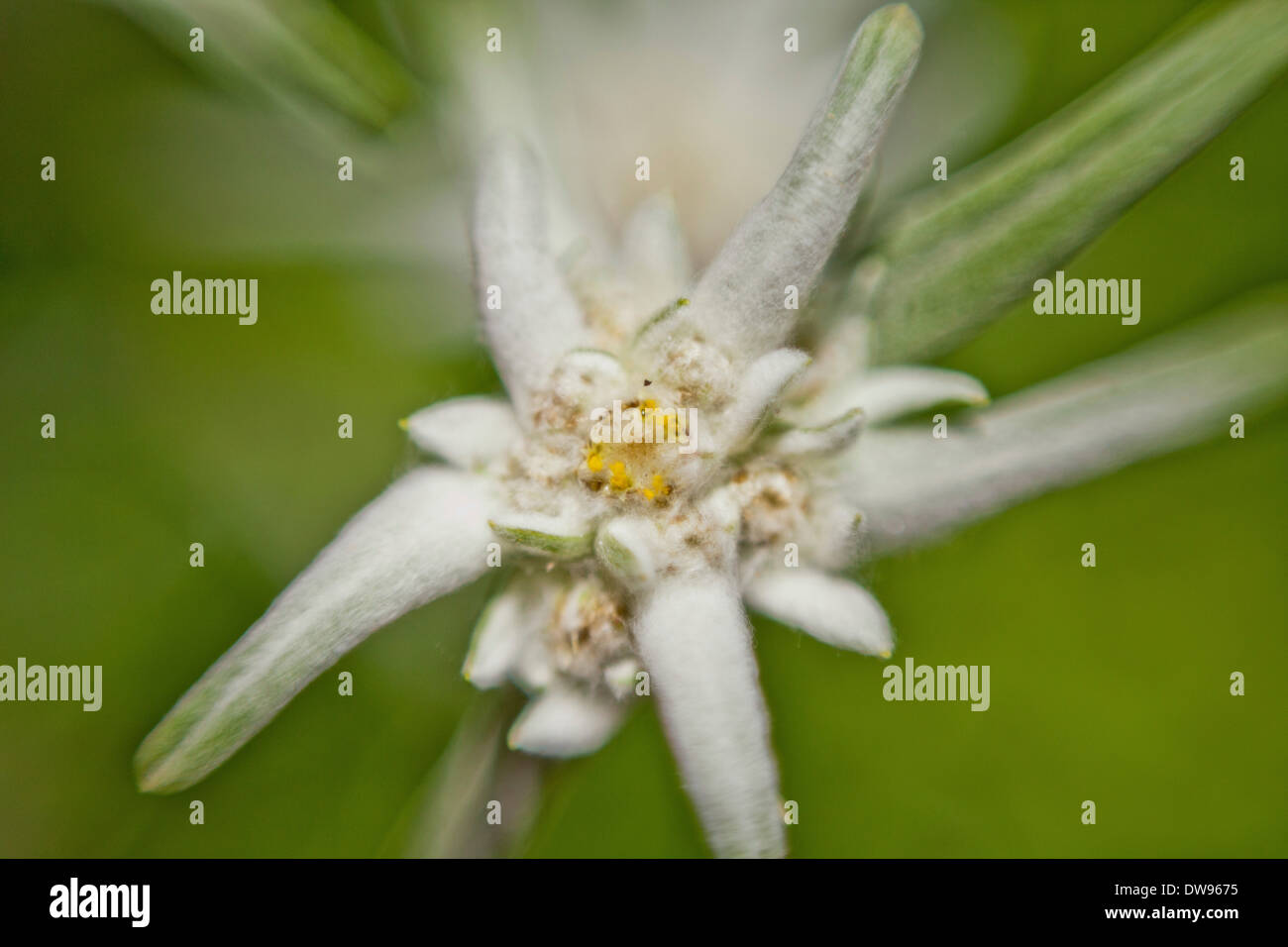 Alpine Edelweiss (Leontopodium nivale), macro shot Stock Photo