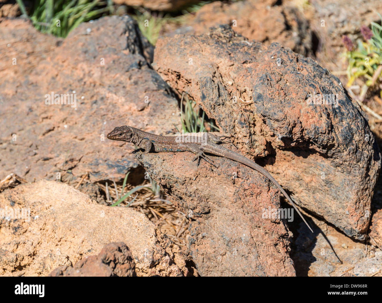 Tenerife Lizard (Gallotia galloti) basking on a rock, endemic to the Canaries, Tenerife, Canary Islands, Spain Stock Photo