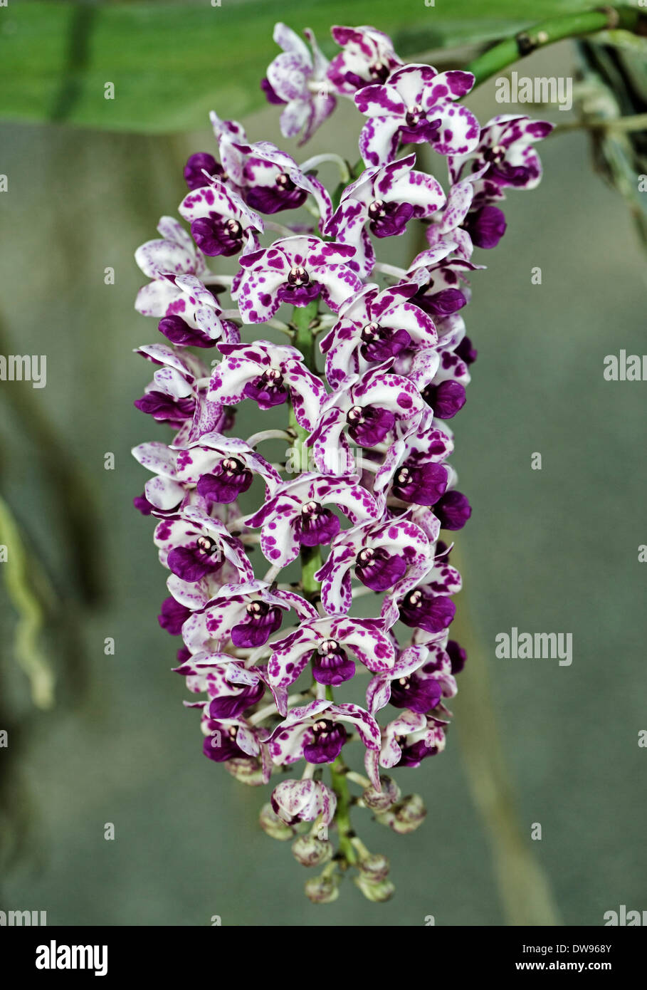 Giant Rhynchostylis orchid (Rhynchostylis gigantea), Chiang Mai Stock