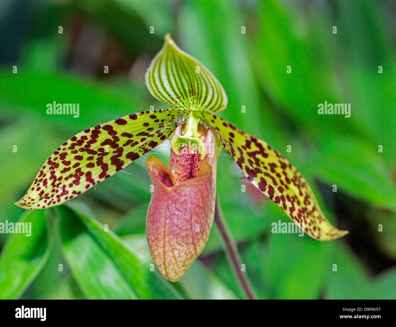 Sukhakul's Paphiopedilum orchid (Paphiopedilum sukhakulii), Chiang Mai Province, Thailand Stock Photo
