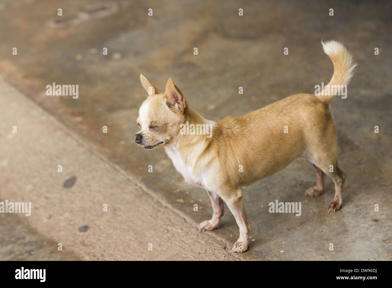Female Short Haired Chihuahua Dog Standing Stock Photo Alamy