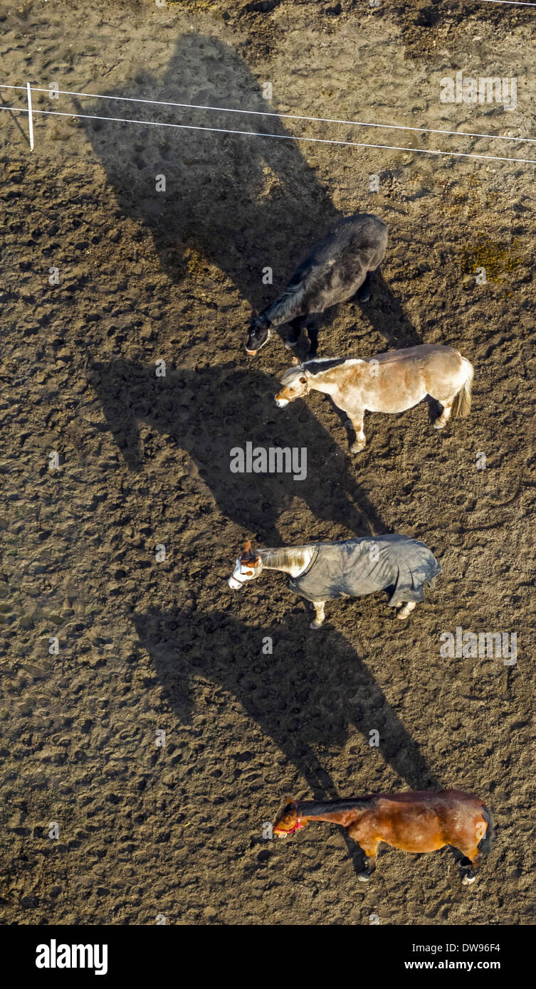 Aerial view, horses in a winter paddock, one wearing a horse blanket, stables, North Rhine-Westphalia, Germany Stock Photo