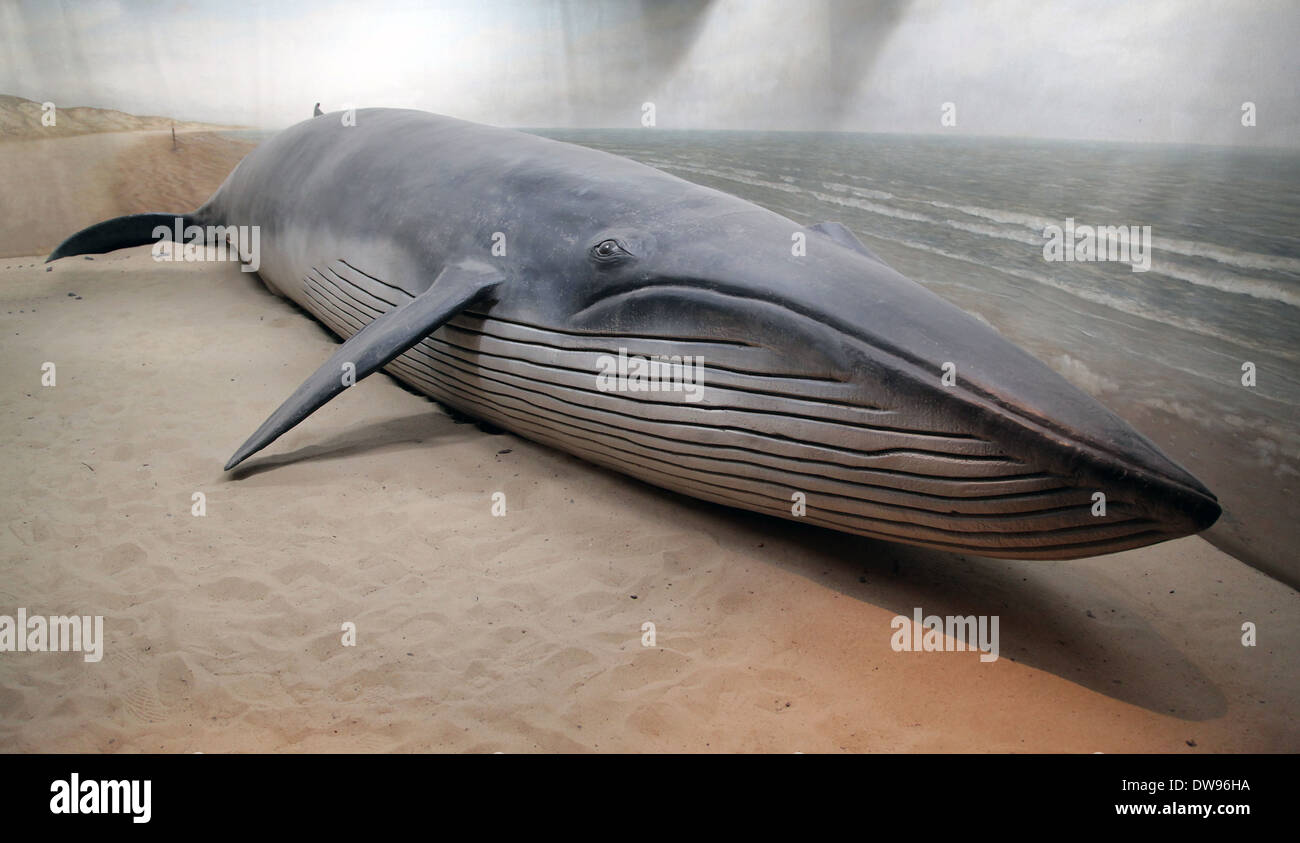 Blue whale (Balaenoptera musculus) marine mammal,baleen whale. Stock Photo