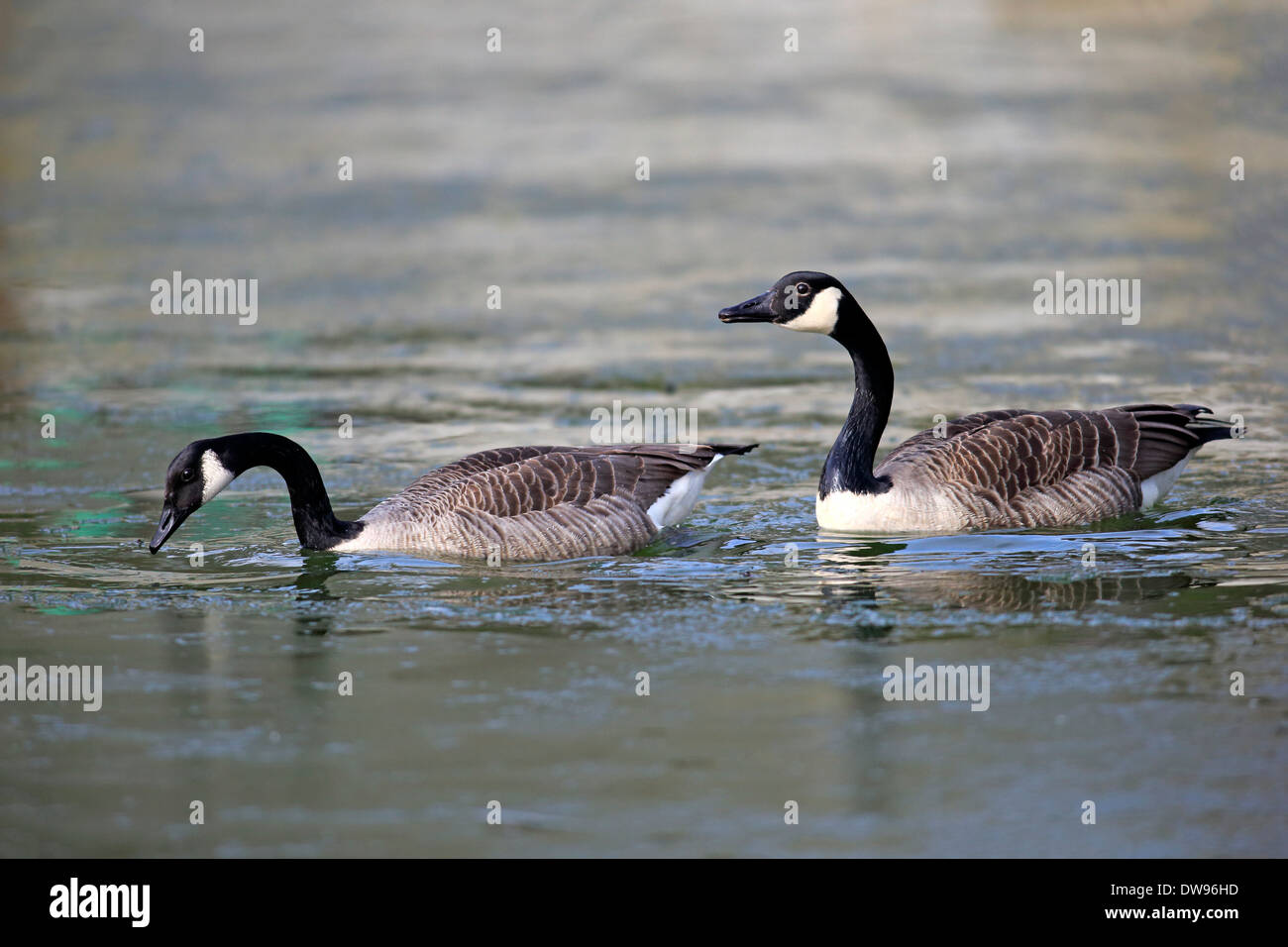 A Canada goose couple (Branta canadensis) swimming on a pond with their  goslings Stock Photo - Alamy