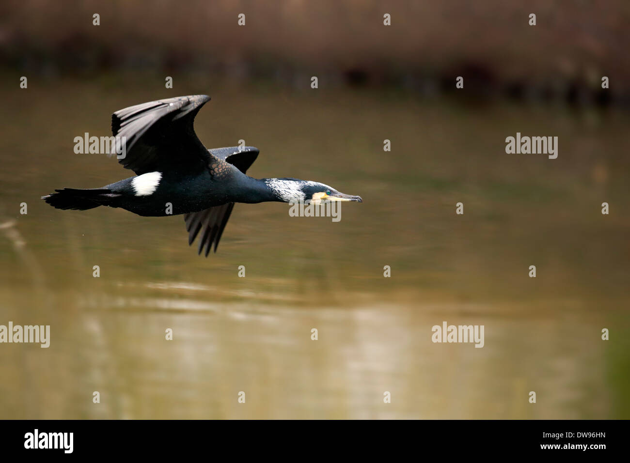 Common Cormorant (Phalacrocorax carbo), adult in breeding plumage, in ...