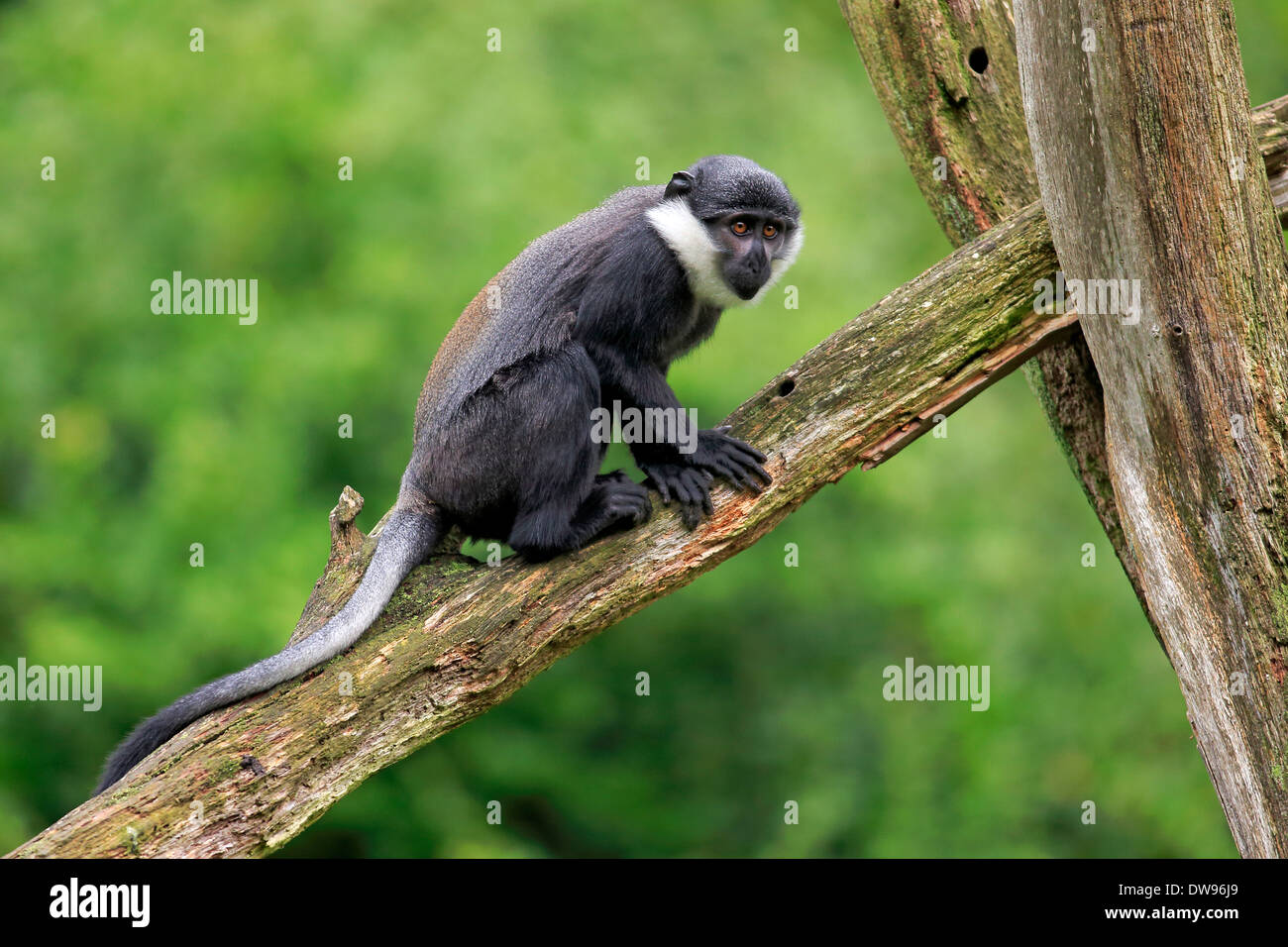 L'Hoest's Monkey (Cercopithecus lhoesti), juvenile, Apeldoorn, Netherlands Stock Photo