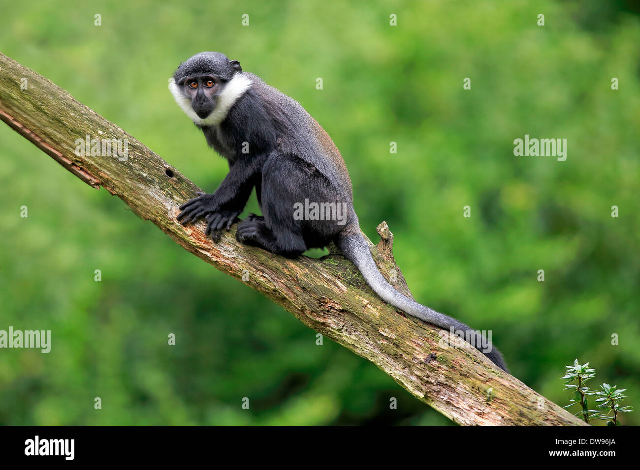 L'Hoest's Monkey (Cercopithecus lhoesti), juvenile, Apeldoorn, Netherlands Stock Photo