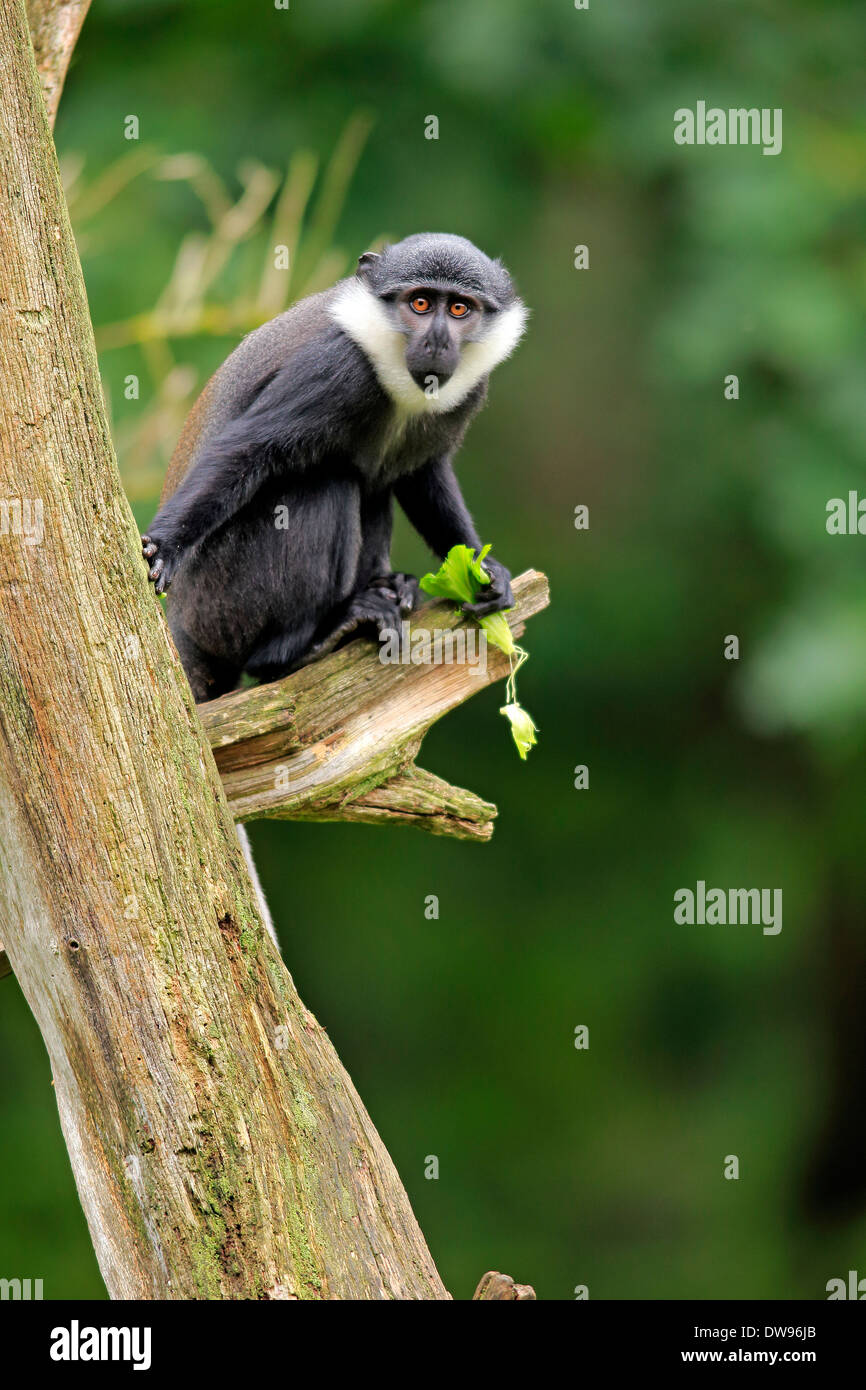 L'Hoest's Monkey (Cercopithecus lhoesti), juvenile, feeding, Apeldoorn, Netherlands Stock Photo