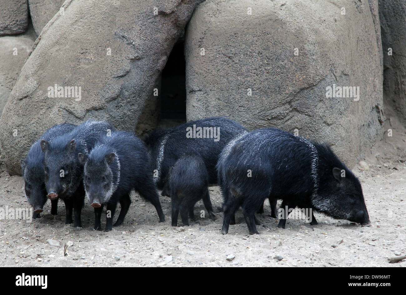 The collared peccary (Pecari tajacu) family Tayassuidae.found in North, Central, and South America. Stock Photo