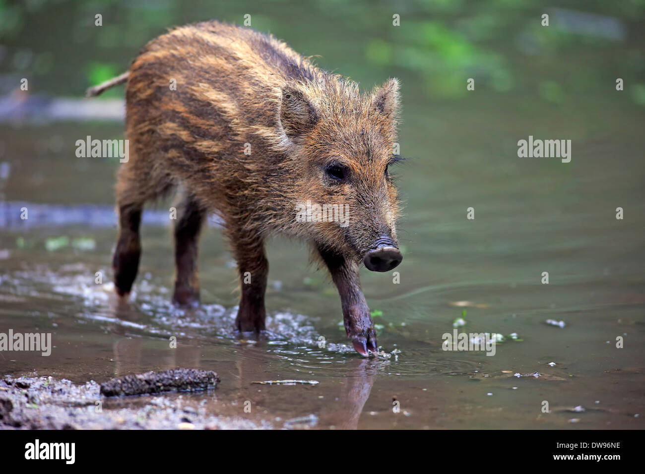 Wild Boar (Sus scrofa), piglet in the water, Baden-Württemberg, Germany Stock Photo