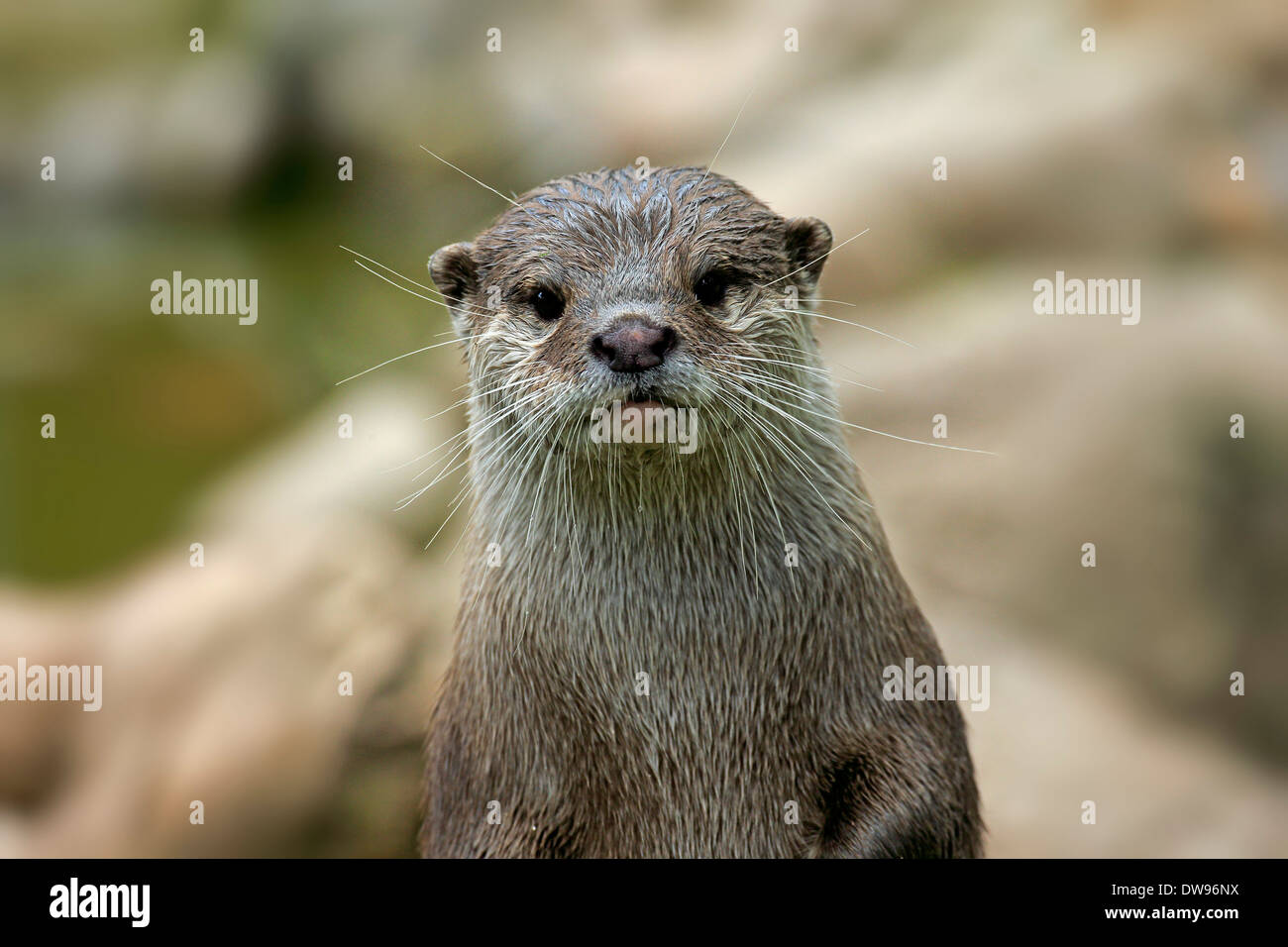 Oriental Small-clawed Otter (Amblonyx cinerea), adult, portrait, Germany Stock Photo