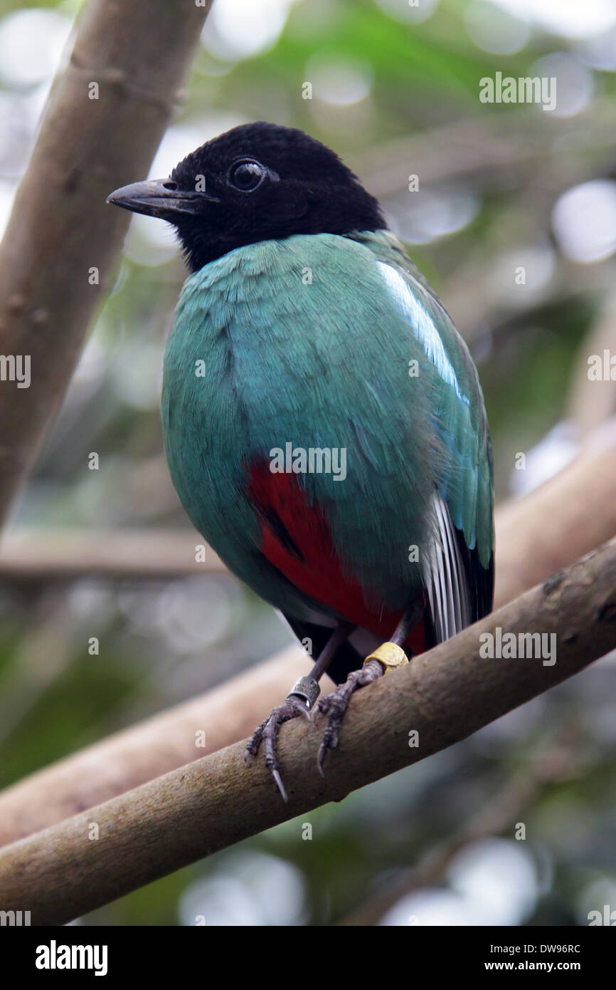 Hooded Pitta.Pitta sordida mulleri.passerine bird.eastern and southeastern Asia and Maritime Southeast Asia Stock Photo
